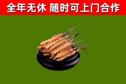 兴隆县回收散虫草